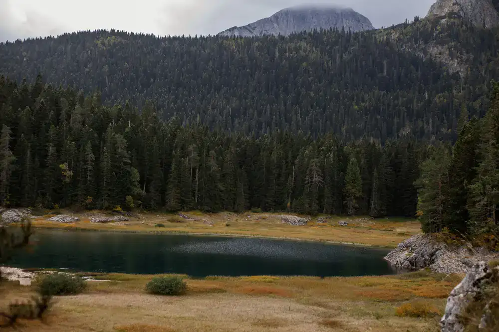 A calm alpine lake surrounded by dark pine forests